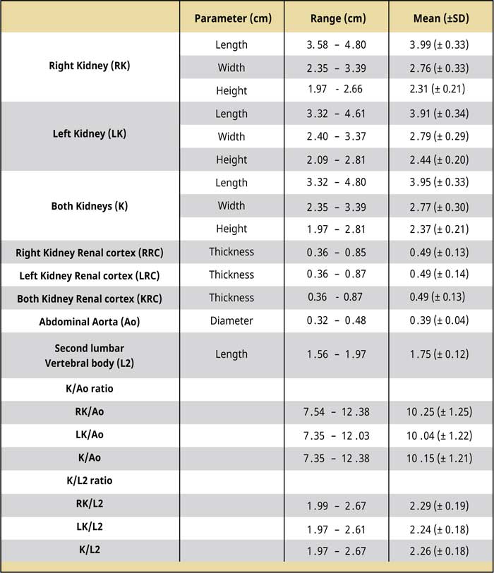 Dimensions of normal feline kidneys
