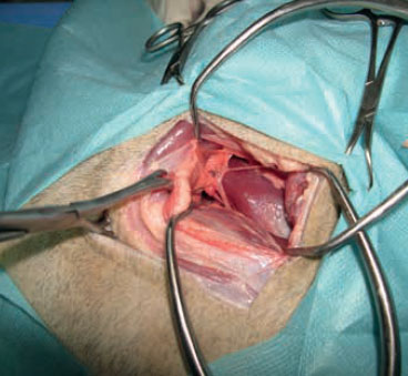 v8i2 femoral head excision img7